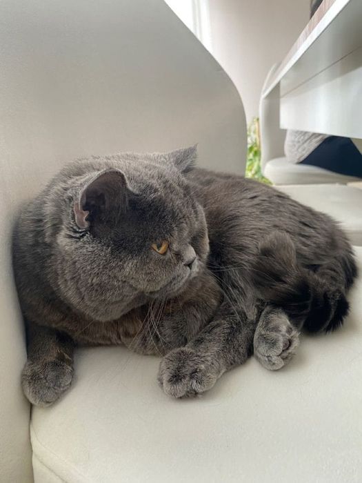 Вязка котов 30.000