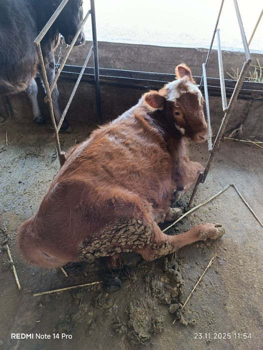 Продаю тёлку.  .