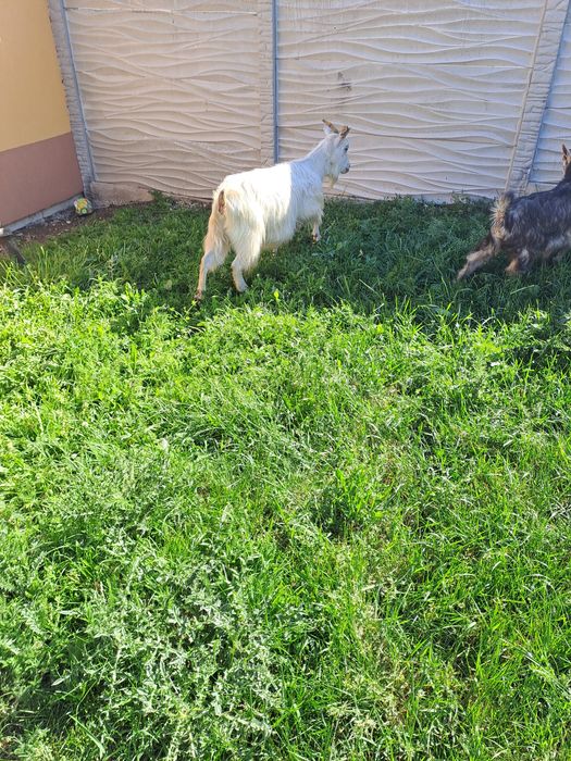 De vânzare 3 capre de tăiat sau ținut