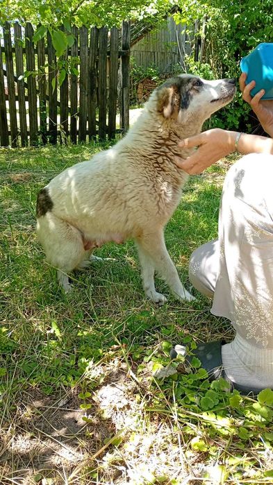 Ofer spre adoptie catei 2 luni, talie medie, oriunde in tara.