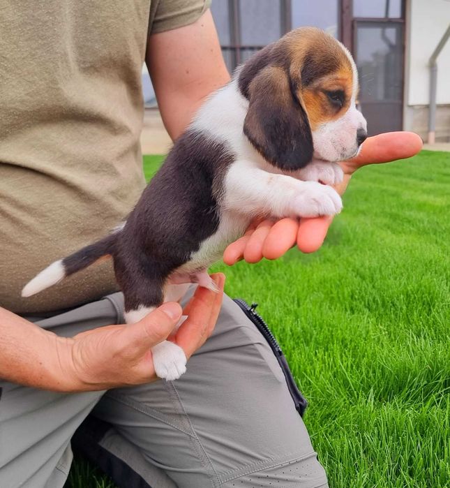 Pui de Beagle !!