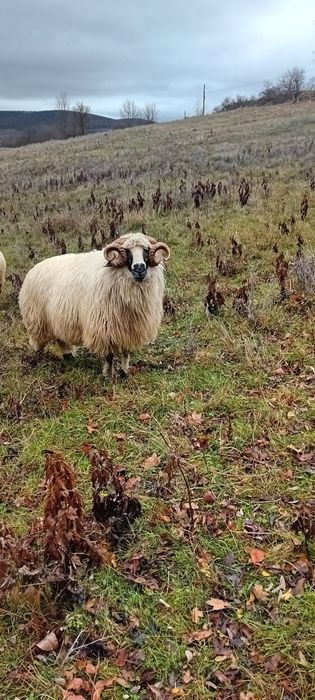 Berbec breaz de vânzare