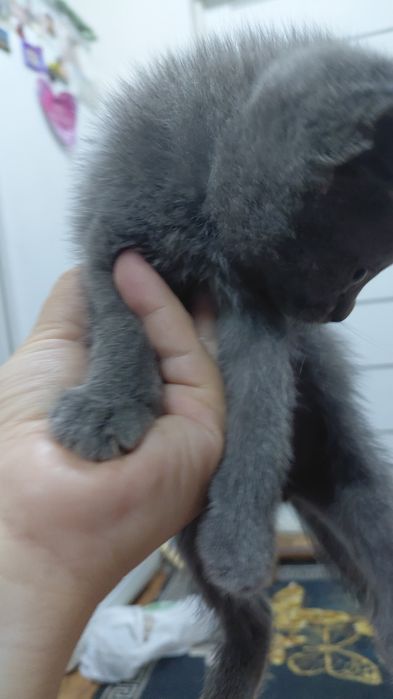 Отдам кошку и котят в добрые руки