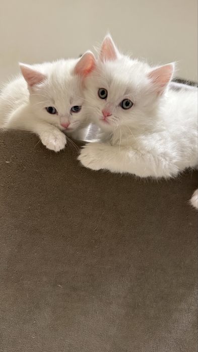 Британские котята