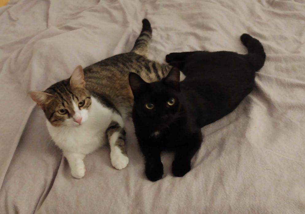 Petsitter Timisoara (pisici)