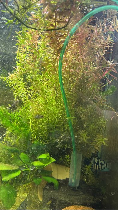 Аквариумные растения