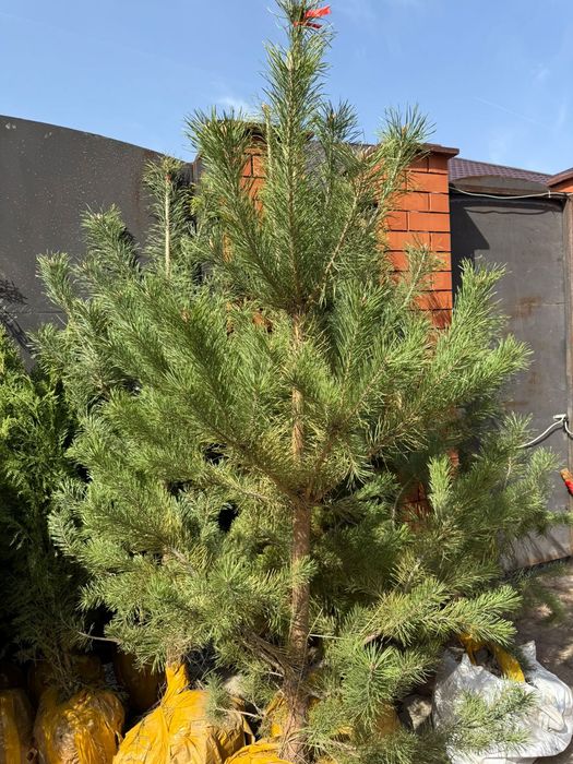 Туя ,можжевельник , сосна,тополь