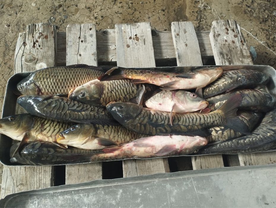 Рыба сазан карп оптом