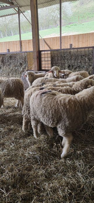 Vând  Berbecuți Băli !