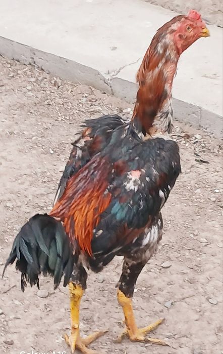 Дакан кореец молодои