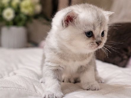 Котята британской шиншилы