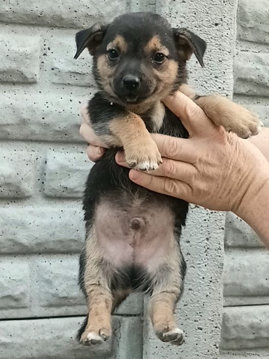Щенки в добрые руки!