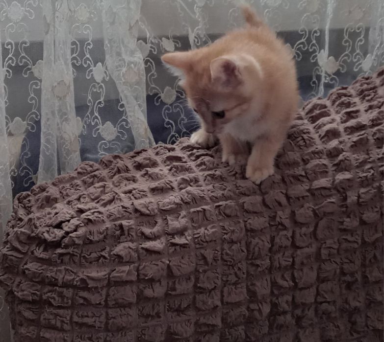 Отдам котёнка  в хорошие руки.