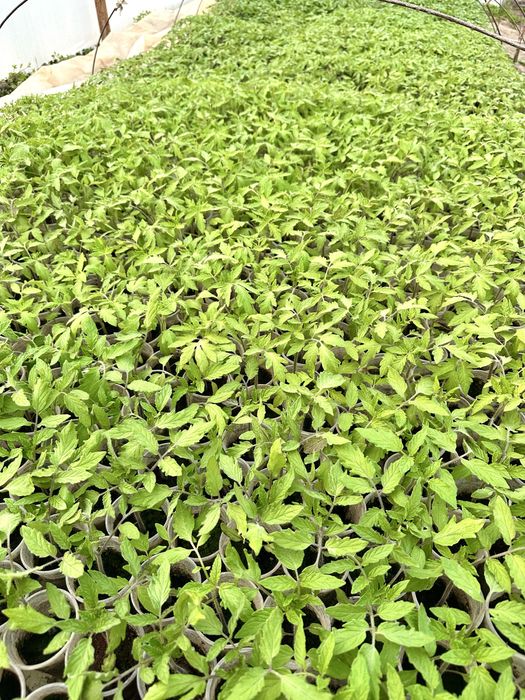 Разсад  български розови и червени домати