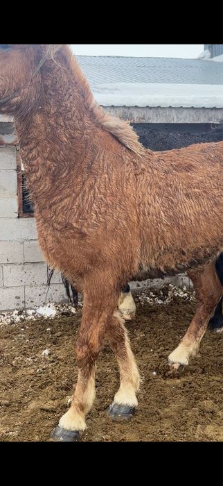 Советский тяжеловоз сатылады.