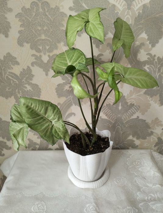 Сингонеум 3500 тенге