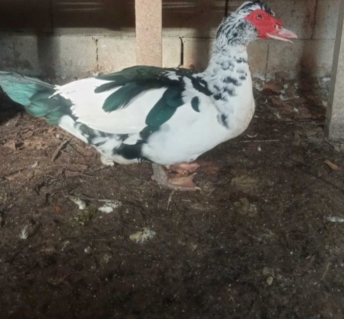 Индоутки индоутки