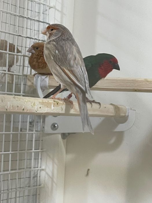 Продается готовая самка канарейки