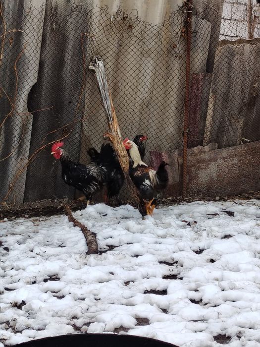 Bohorgi Jojalar narhi 100.000