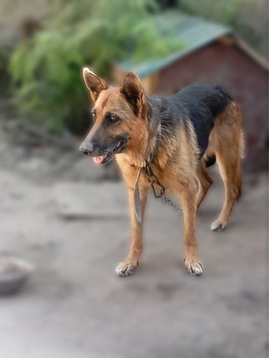 Afcharka kuchuk sotiladi 4 yosh hamma vaksinallarini ollgan