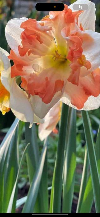 Bulbi de narcise 50 lei kg