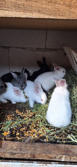 Vând iepurași tare frumoși