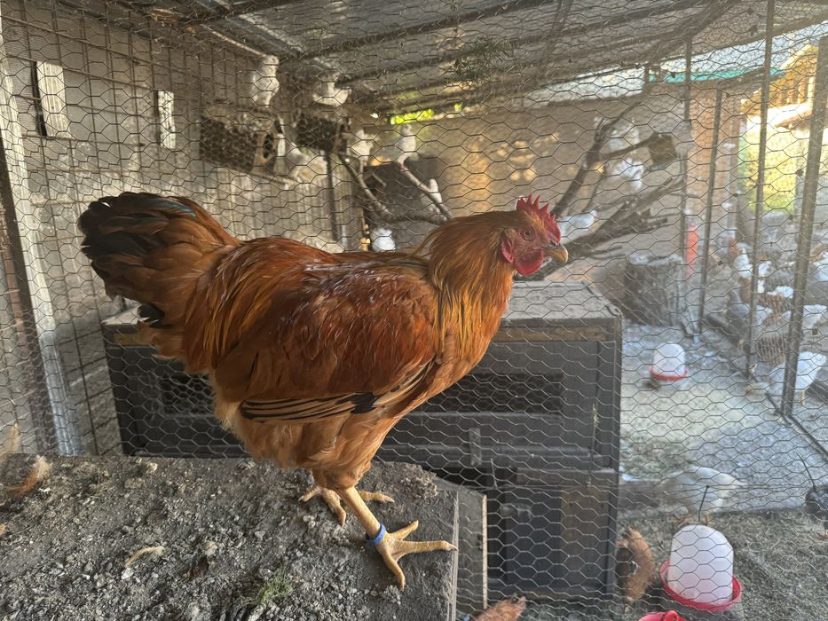 New Hampshire - Playmouth Rock Barat