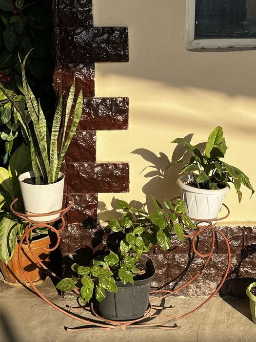 Продам цветы.