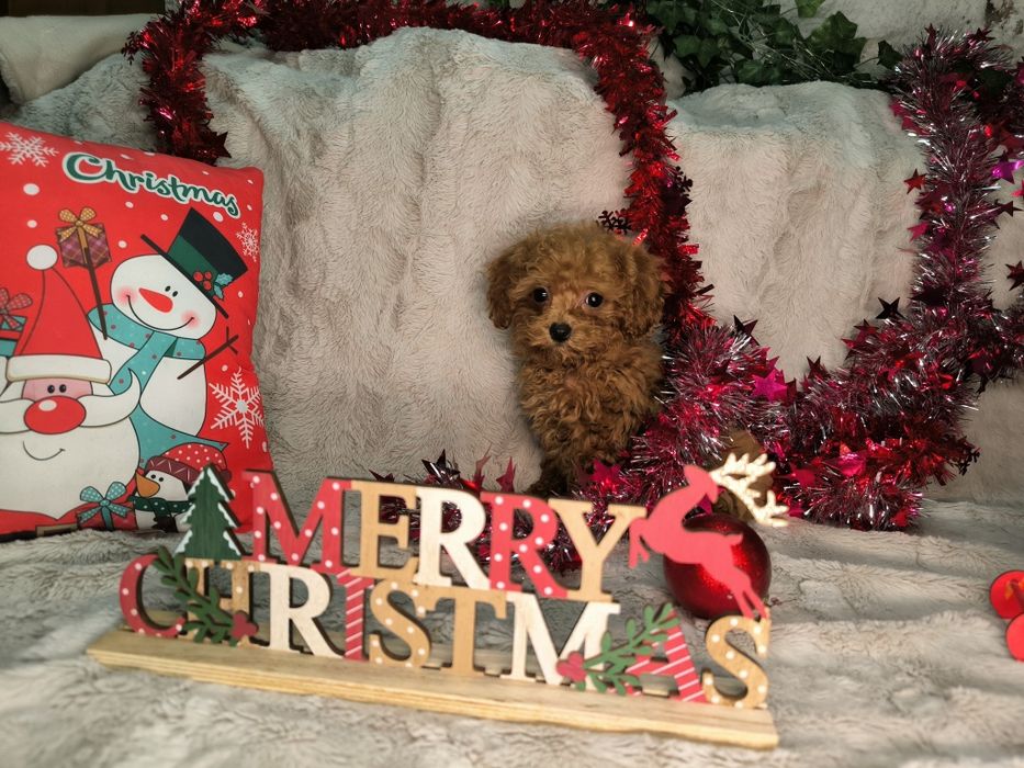 Vand fetita Pudel rosu toy