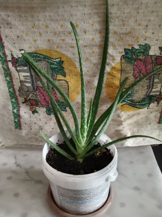 растение алоэ вера