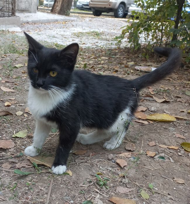 Котёнок в добрые руки
