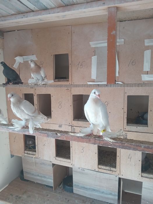 Голуби все летные,вольные
