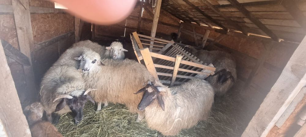 Capre și oi de vanzare