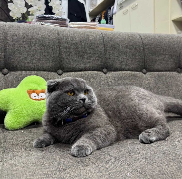 Mushuklar vyazka sotilmidi