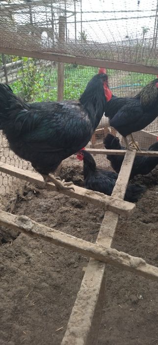 Qora shaxzoda xorozlari sotiladi