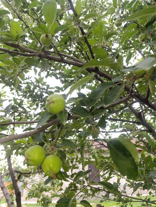 Продам дом в карасайском районе