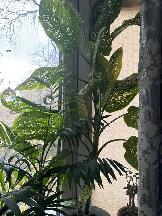 Дифенбахия пестрая