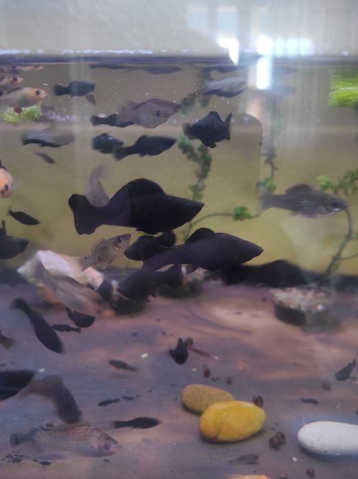 Молинезии велиферы