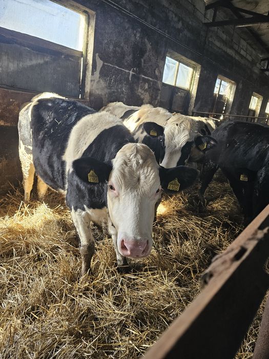 Vând juninci gestante