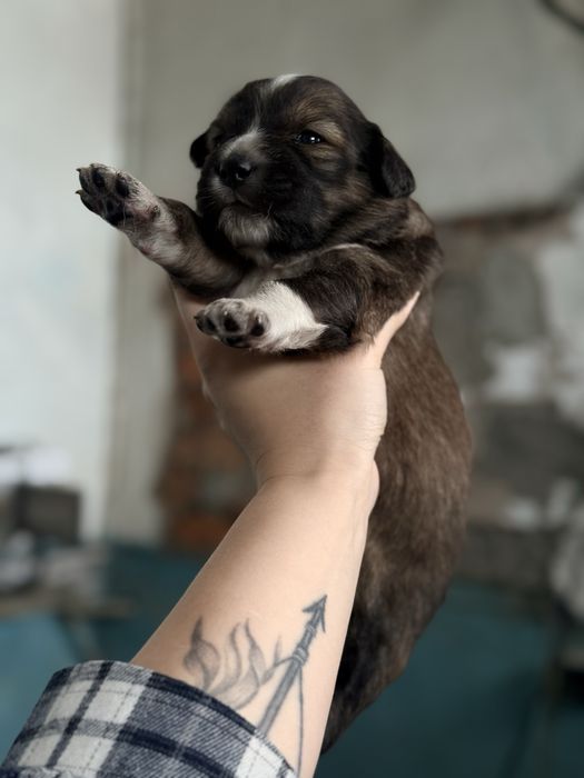 Отдам щенков в хорошие руки !