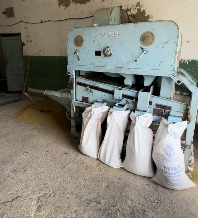 Семена люцерны, жоңышқа ұрық