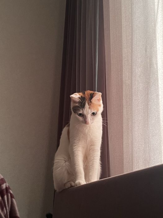 отдам кошку в добрые руки