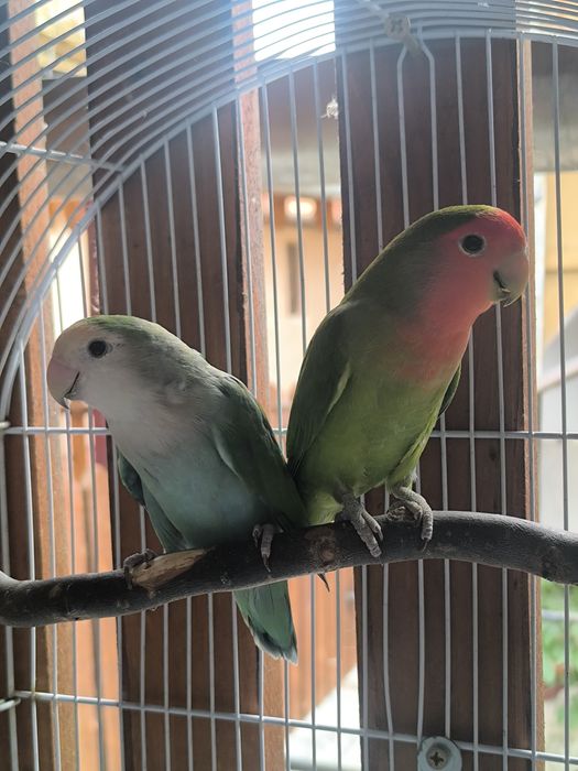 Canari perusi nimfe si agapornis