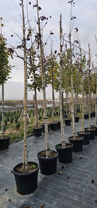 Tuia magnoli artar japonez mesteacăn tei platani