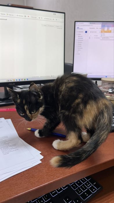 Котенка в хорошие руки