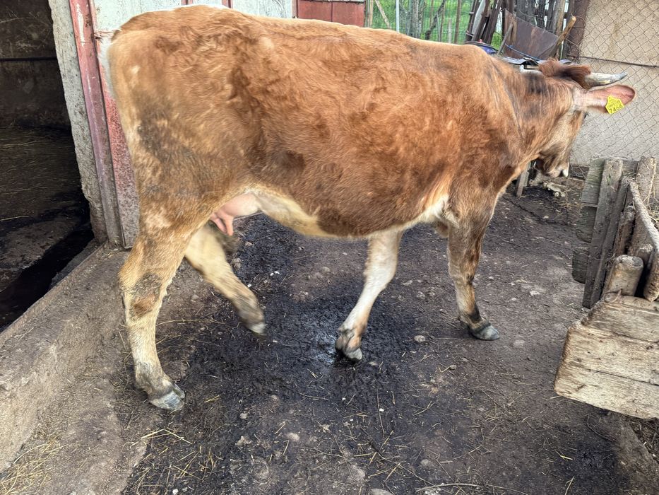 Vaca  baltata romaneasca