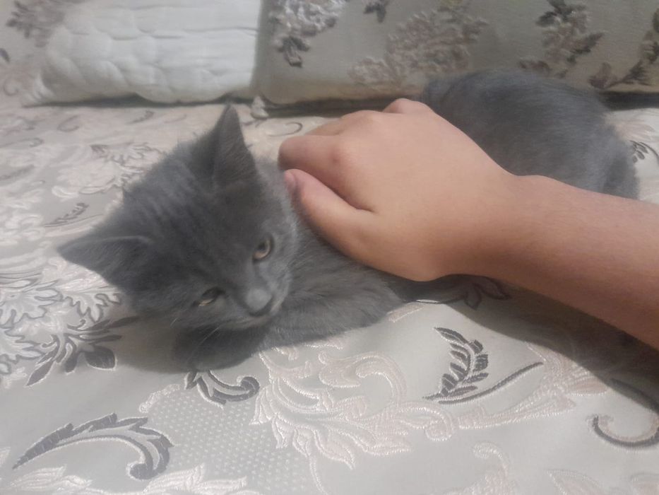 Отдам котят даром в хорошие руки