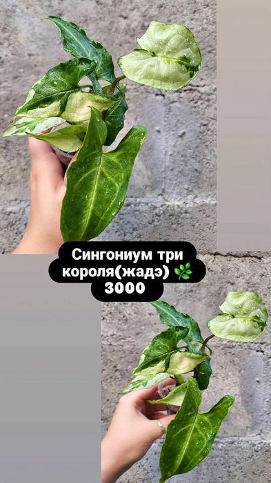 Сингониумы. Комнатные растения