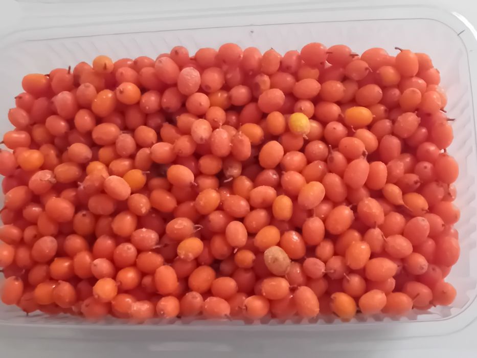 Cătină de cultură