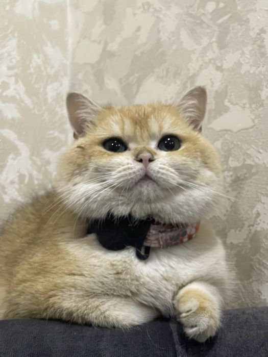 Кот породы британская золотая шиншилла, золотистый окрас.